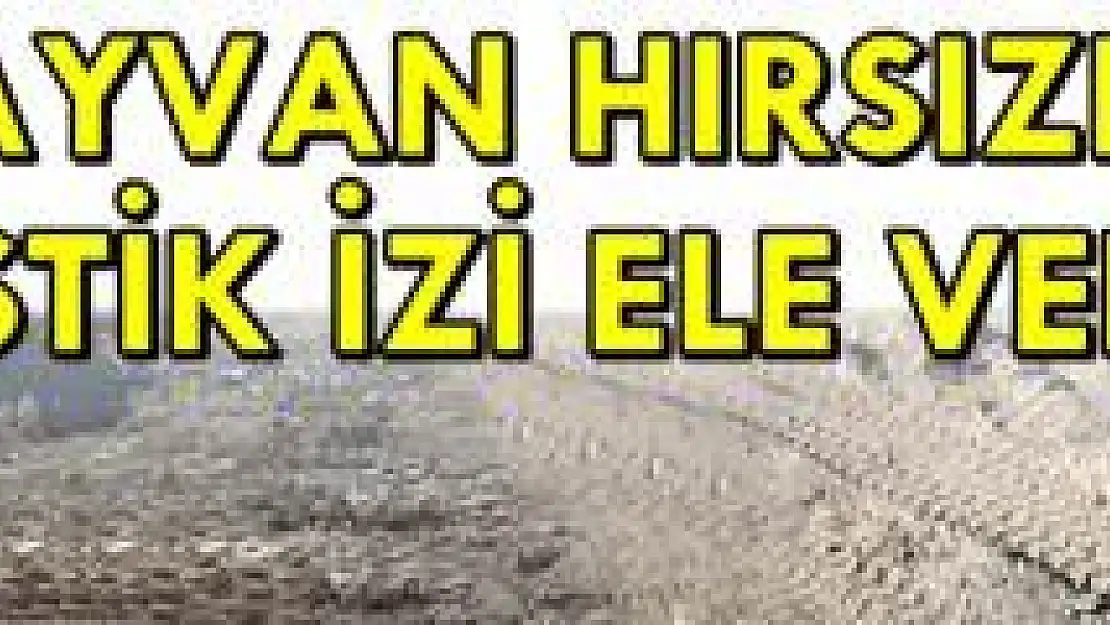 Büyükbaş Hayvan Çalan Zanlı tutuklandı
