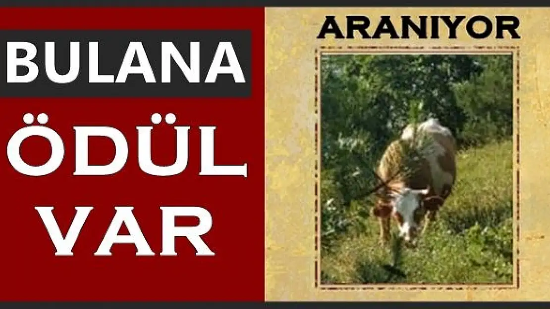 Çalınan ineğini bulana 3 bin lira ödül verecek 