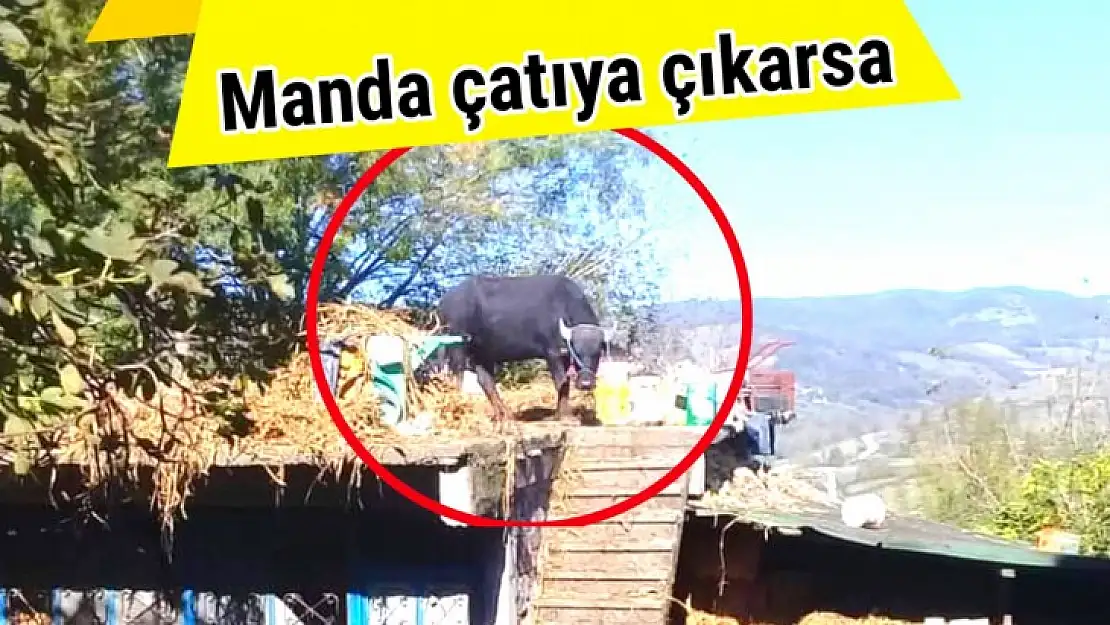 Çatıya çıkan mandaya operasyon