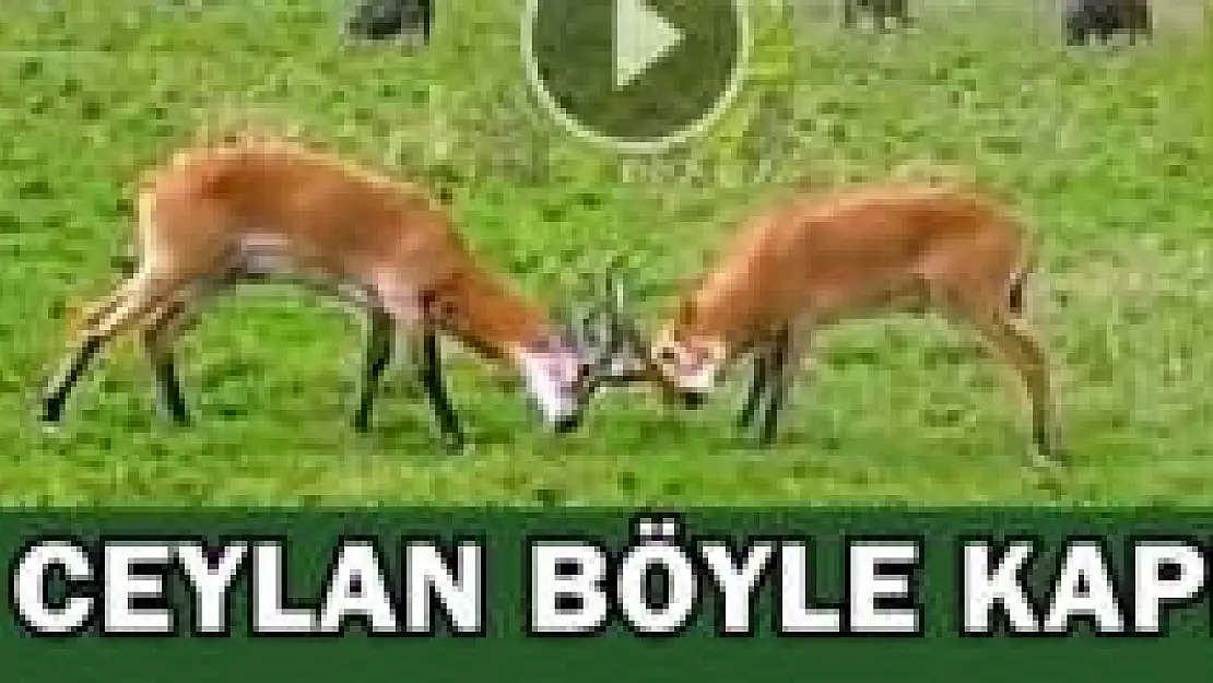 Ceylanların Kavgası Böyle Görüntülendi