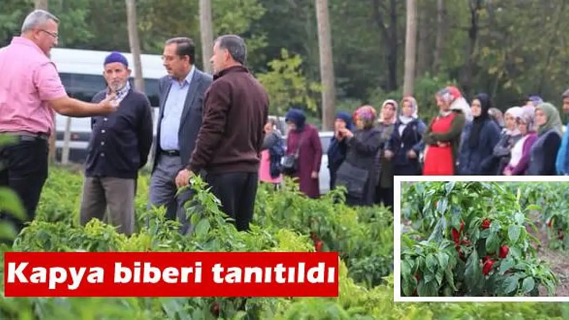 Çiftçilere Kapya Biberi Tanıtıldı