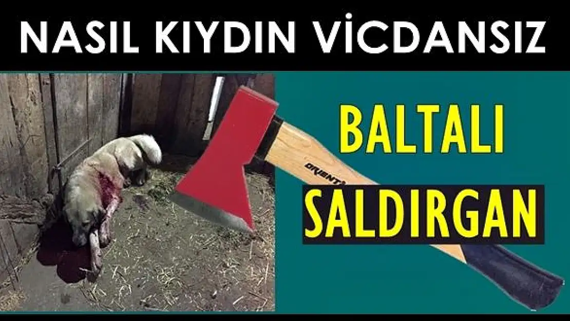 Çoban köpeğine baltalı saldırı