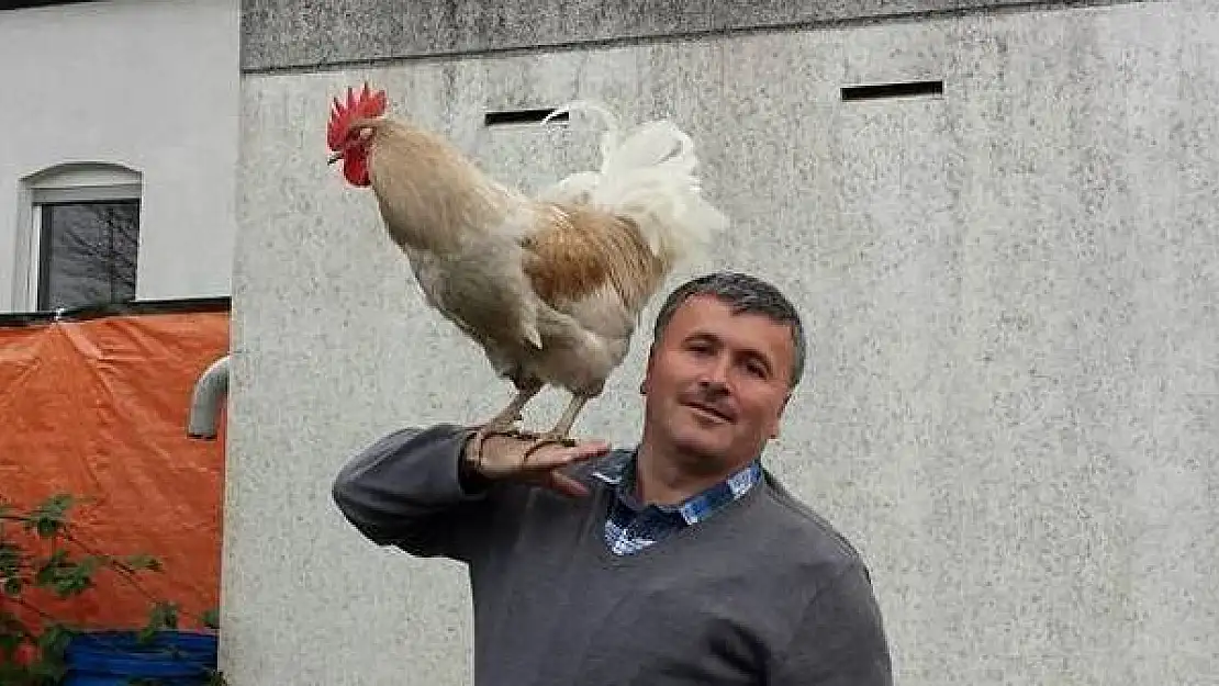 Çok sevdiği horozlarına onun adını koydu