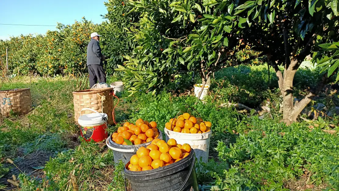 Dalından mandalina bu köyde