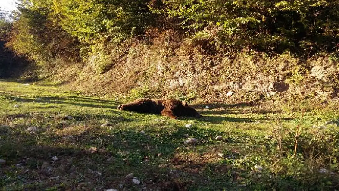 Dere yatağında bitkin halde bulundu