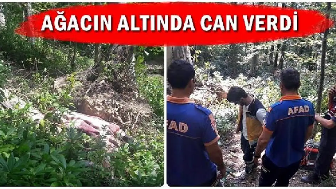 Devrilen ağacın altında can verdi