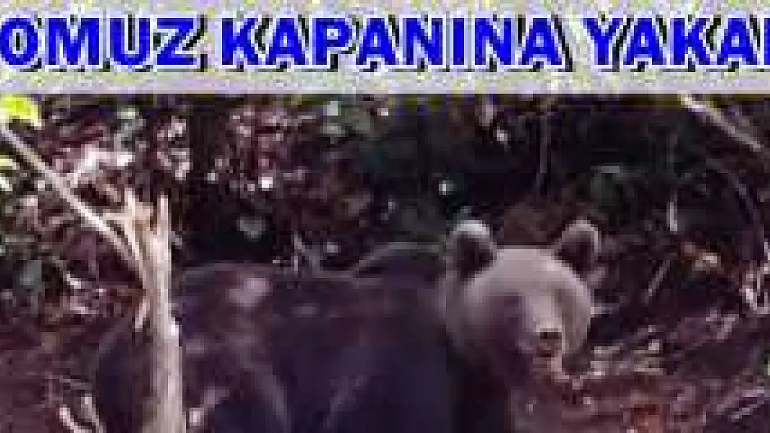 Domuz Kapanına Ayı Yakalandı