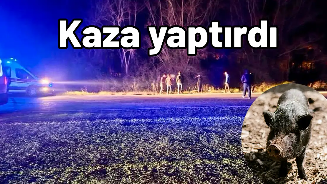 Domuz yüzünden şarampole yuvarlandı