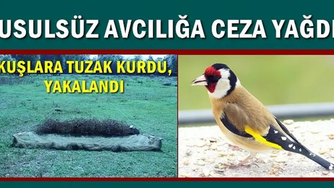 Düzenekle saka kuşu avına ceza yağdı