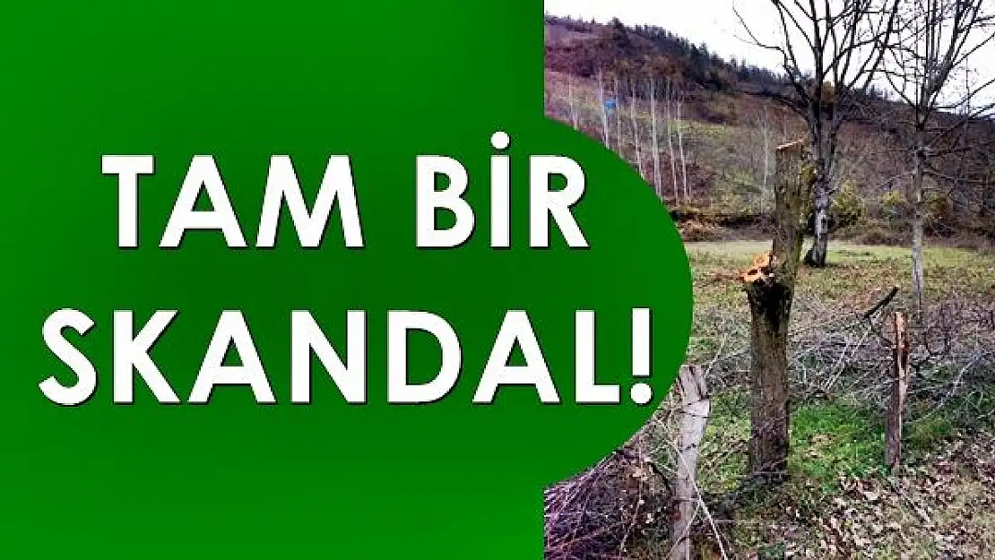 Ey karayolları, bu ağaçlardan ne istediniz?