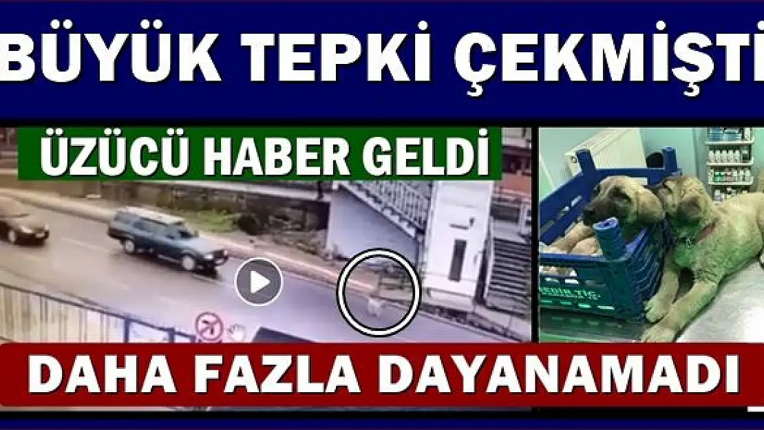 Ezilen yavru köpekten üzücü haber