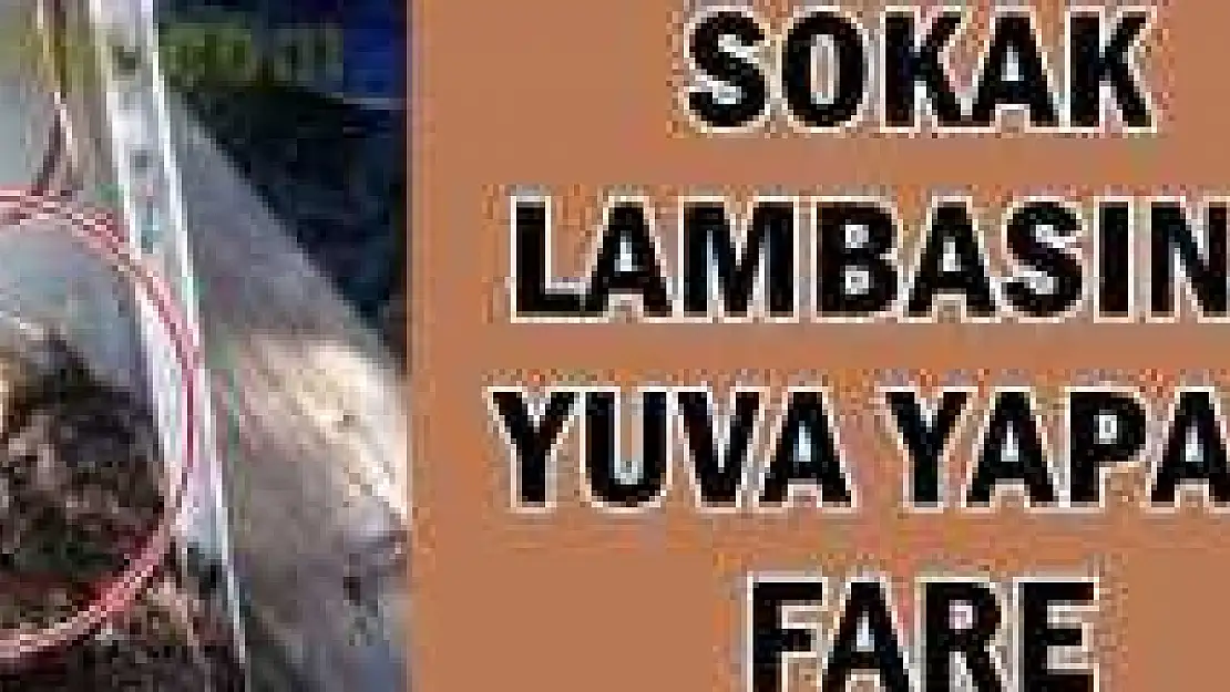Fare Yuva Yapmış Sokak Lambasına 