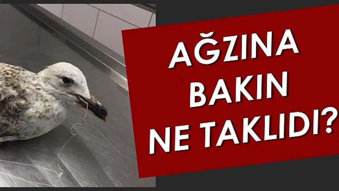 Gagasına bakın ne takıldı?