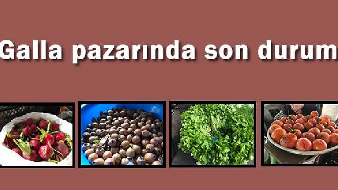 Galla pazarında son durum, güncel fiyatlar