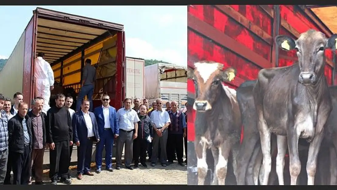 Genç çiftçilere büyükbaş hayvan hibe edildi
