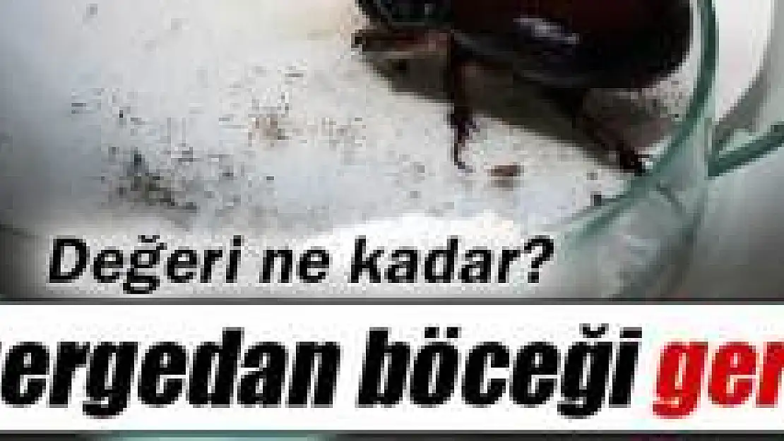 Gergedan böceğinin hiçbir maddi değeri yokmuş