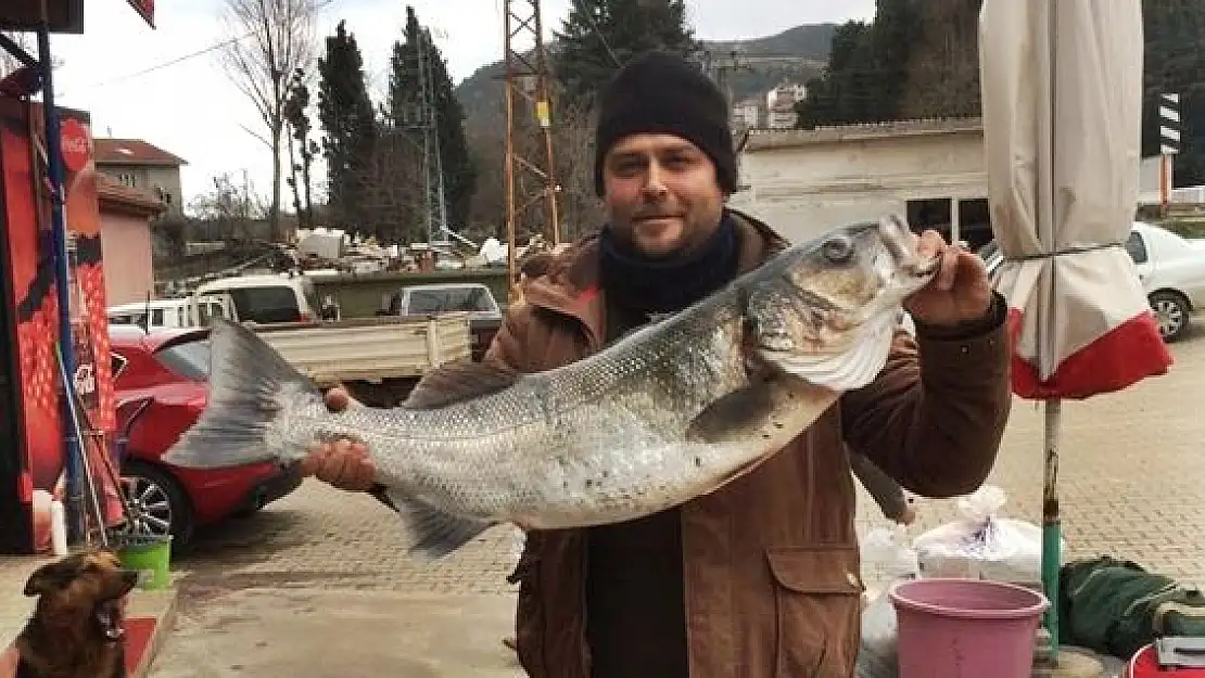 Görenler şaşkına döndü