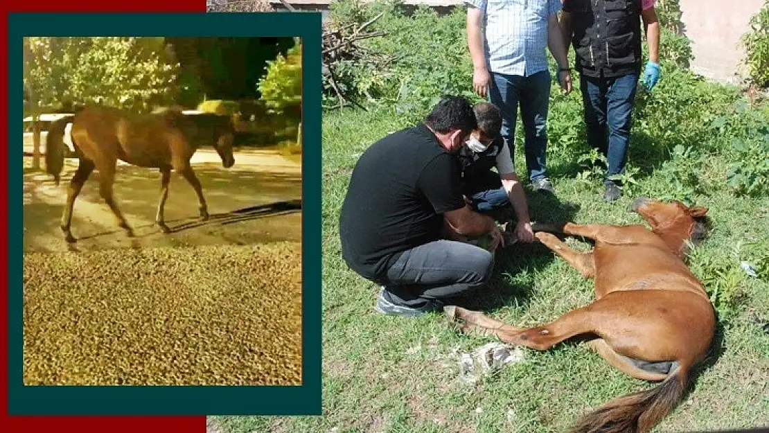 Görenlerin yürekleri sızladı, ekipler harekete geçti