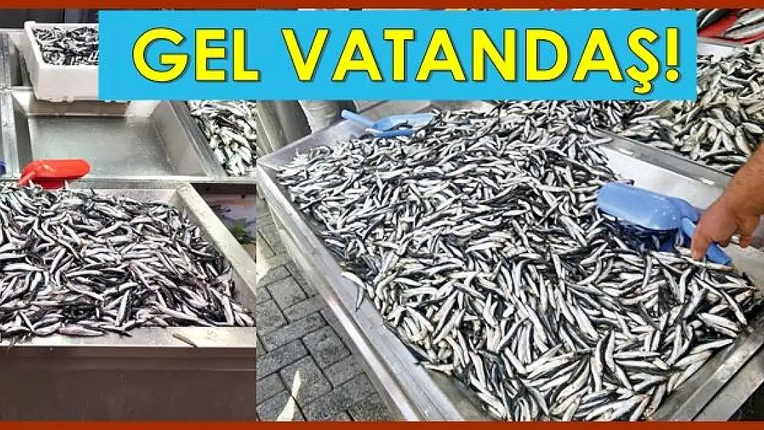 Hamsinin kiloso ne kadar oldu?