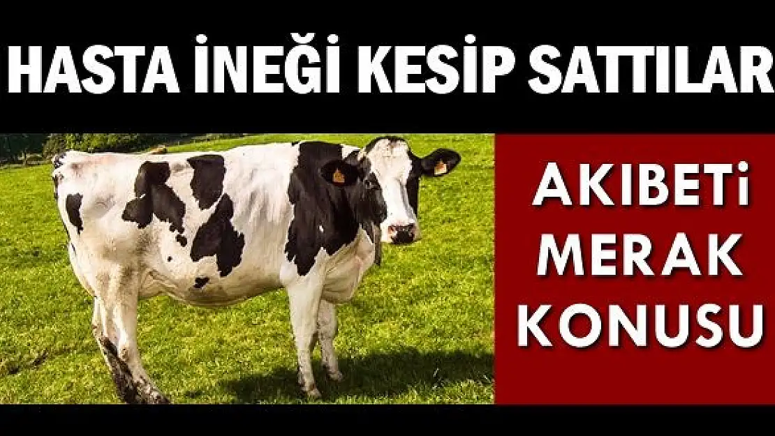 Hasta inek kesilip piyasaya mı sürüldü!