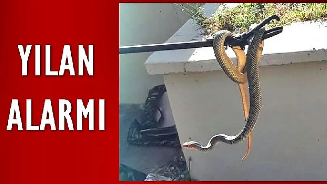 Hastane merdivenlerinde yılan alarmı