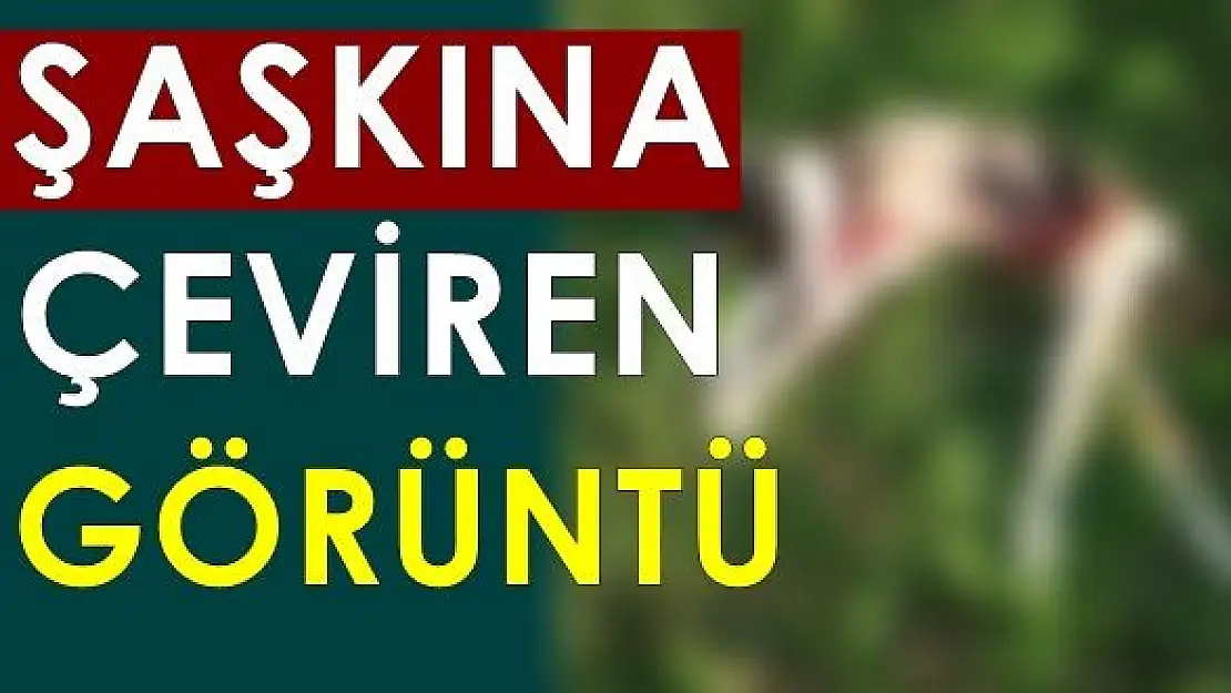 Hayrete düşüren görüntü! 