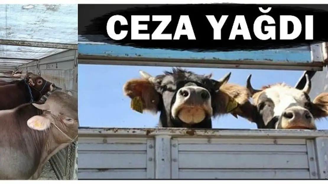 Hayvan tacirlerine ceza yağdı
