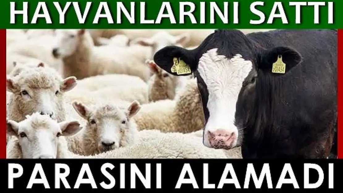 Hayvanlarını sattı, parasını alamadı
