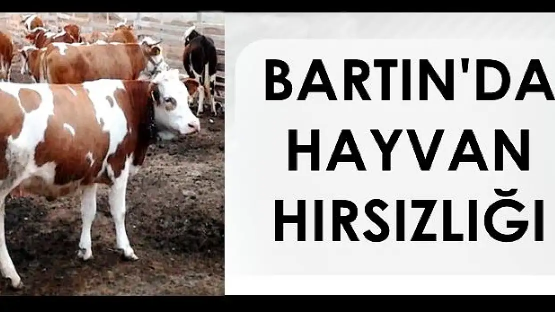 Hırsızlar 2 adet büyükbaş hayvan çaldı