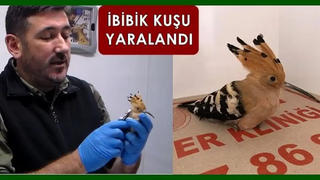 İbibik kuşu araba camına çarpıp yaralandı