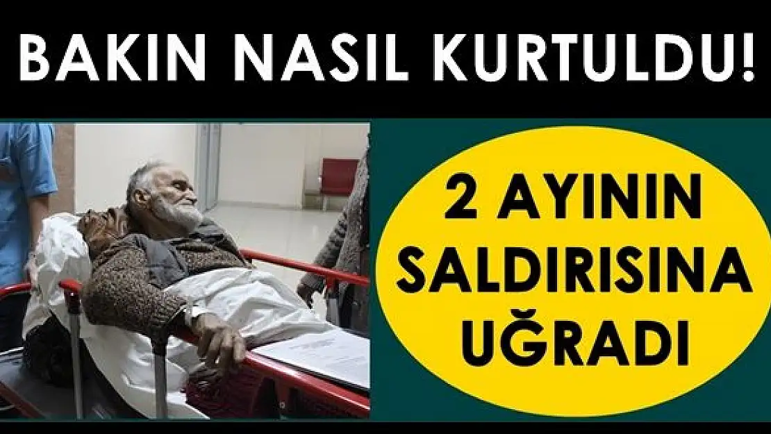 İki ayının saldırısına uğradı