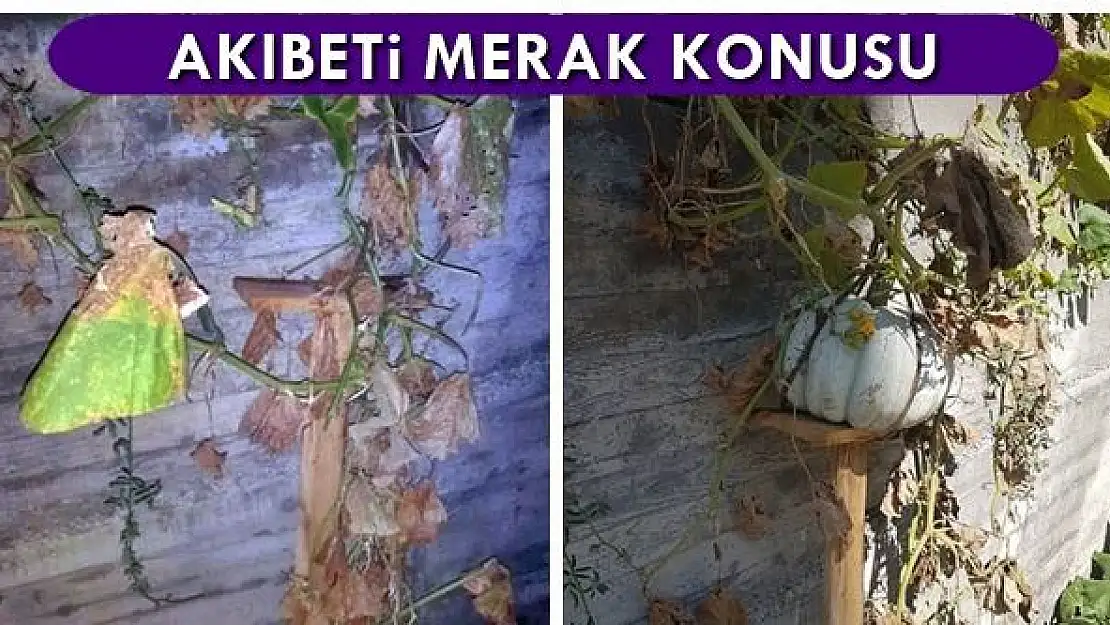 İlginç olay, akıbeti merak konusu