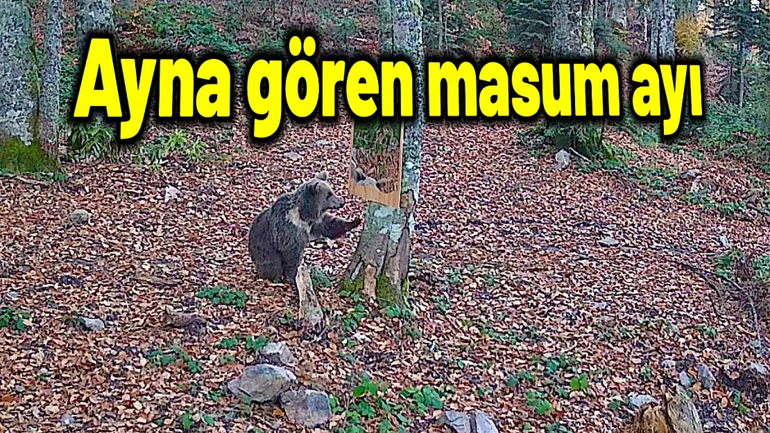 İlk defa ayna gören masum ayı