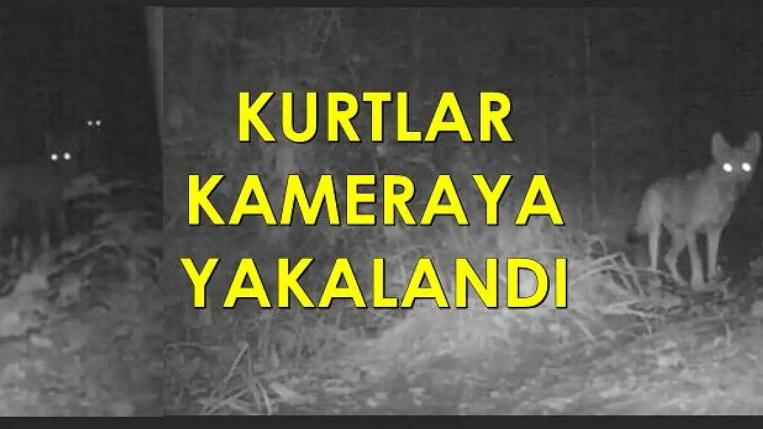 İlk kez görüntülendi
