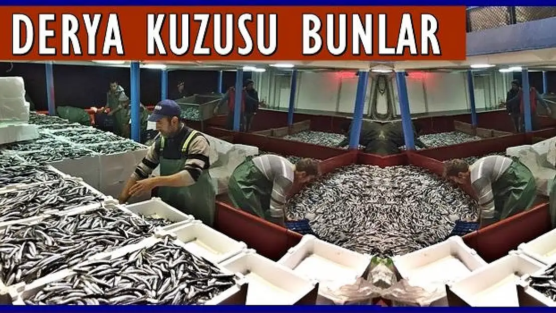 İlk tekne 800 kasa hamsi ile limana geldi