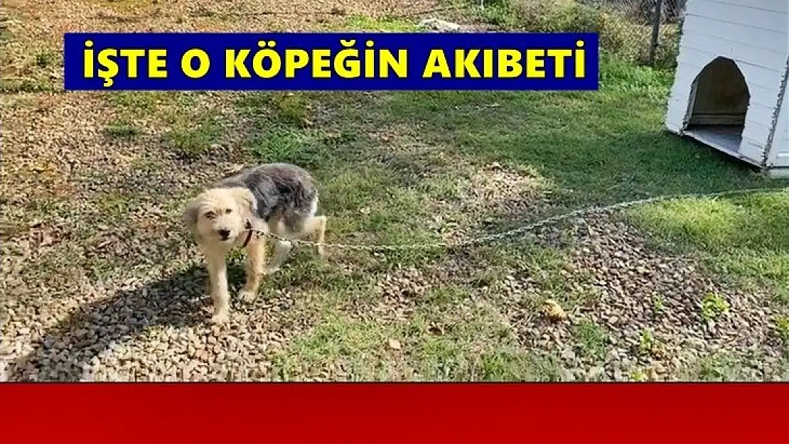 Sopayla dövülen köpeğin akıbeti