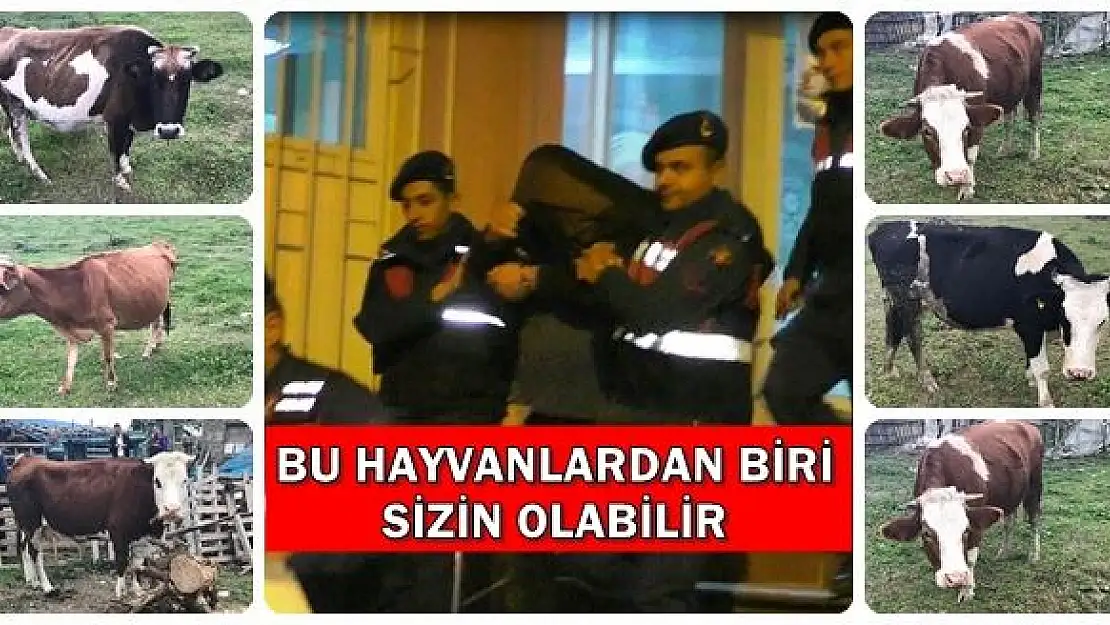 Jandarmadan Hayvan hırsızlığı Operasyonu