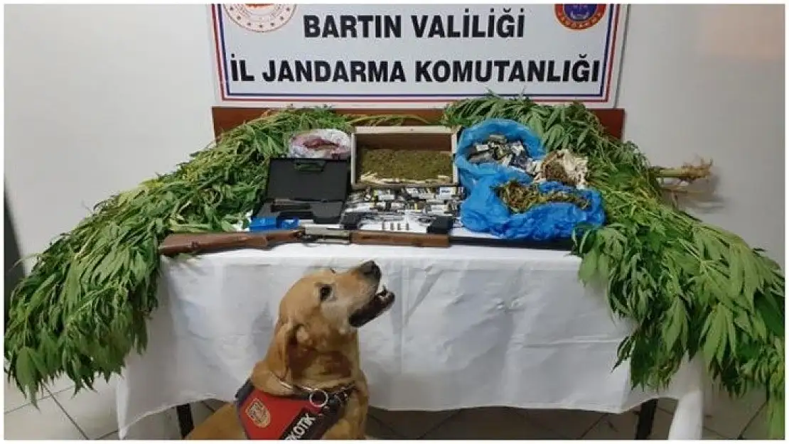 Jandarmadan kenevir baskını