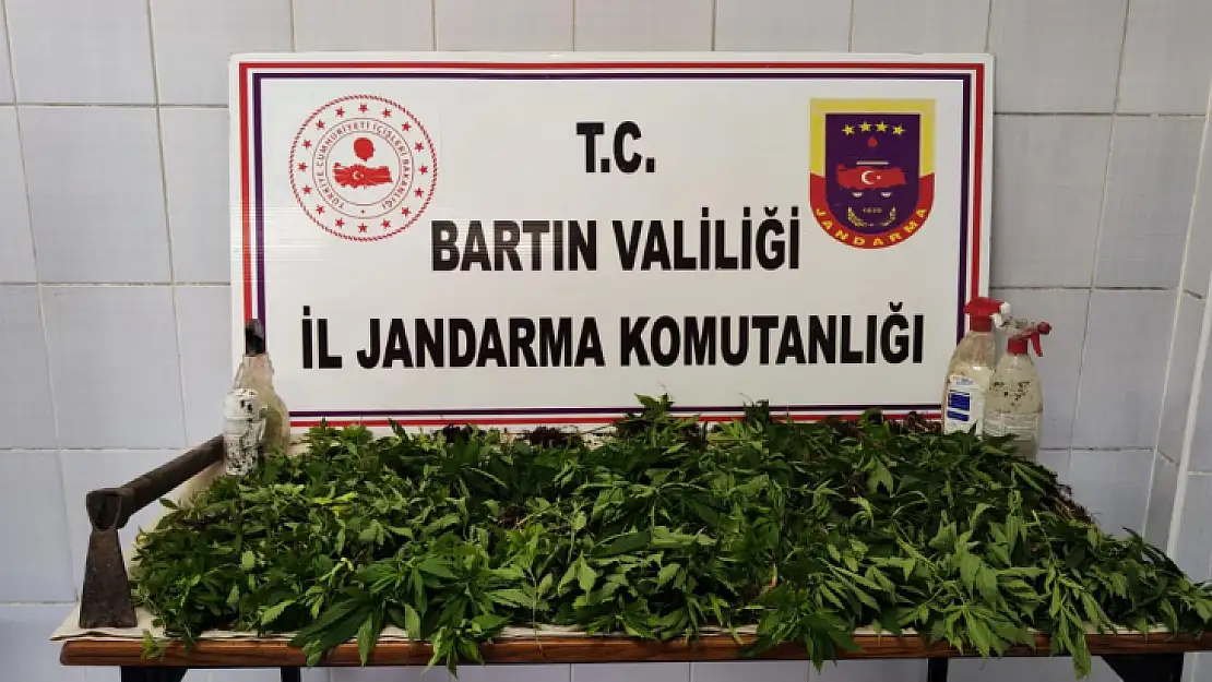 Jandarmadan tarlaya baskın