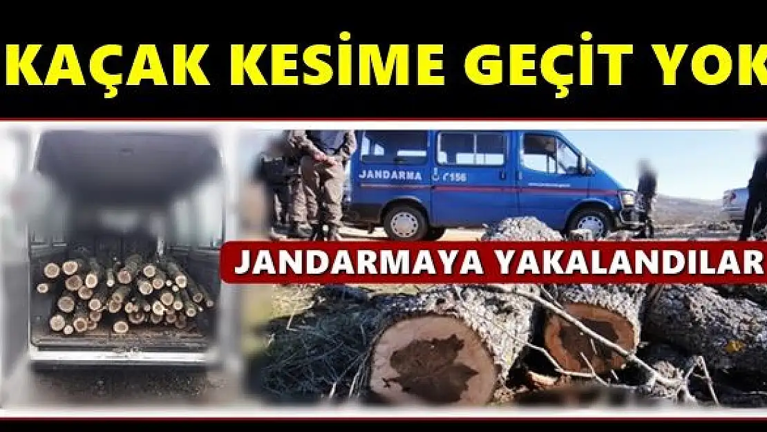 Kaçak ağaç kesimine geçit yok