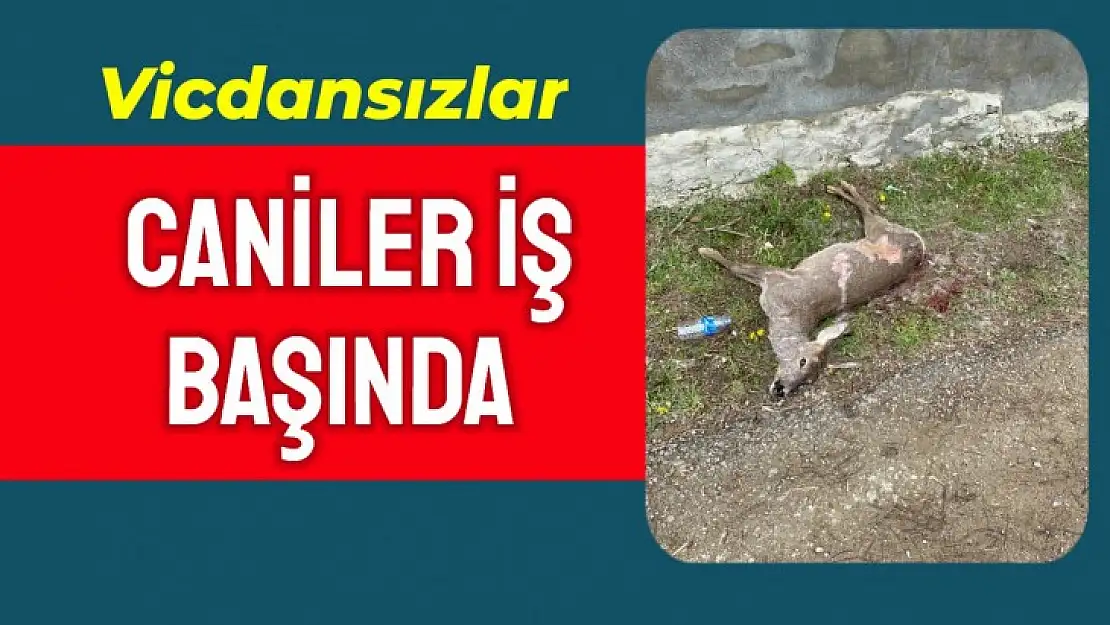 Kaçak avcılar tarafından katledildi