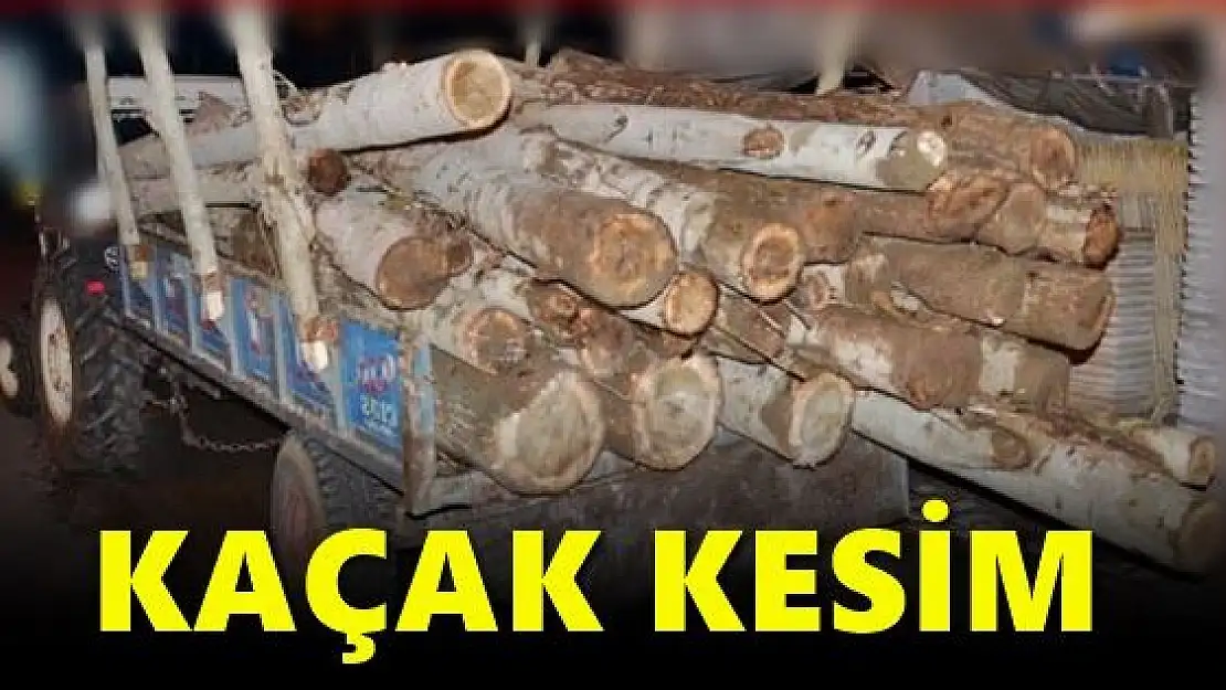 Kaçak kesime gece baskını