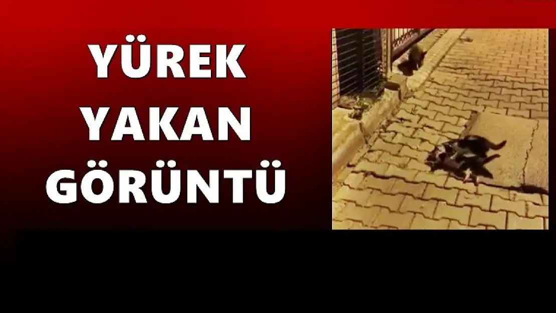 Kaldırımda yürek yakan görüntü