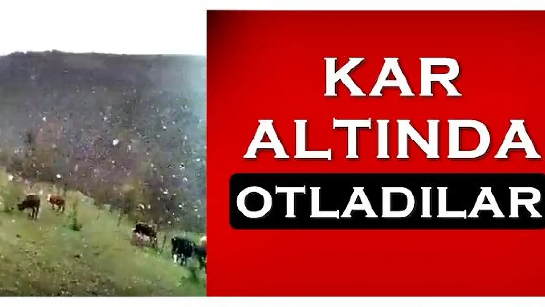 Kar altında otlamanın keyfini çıkardılar