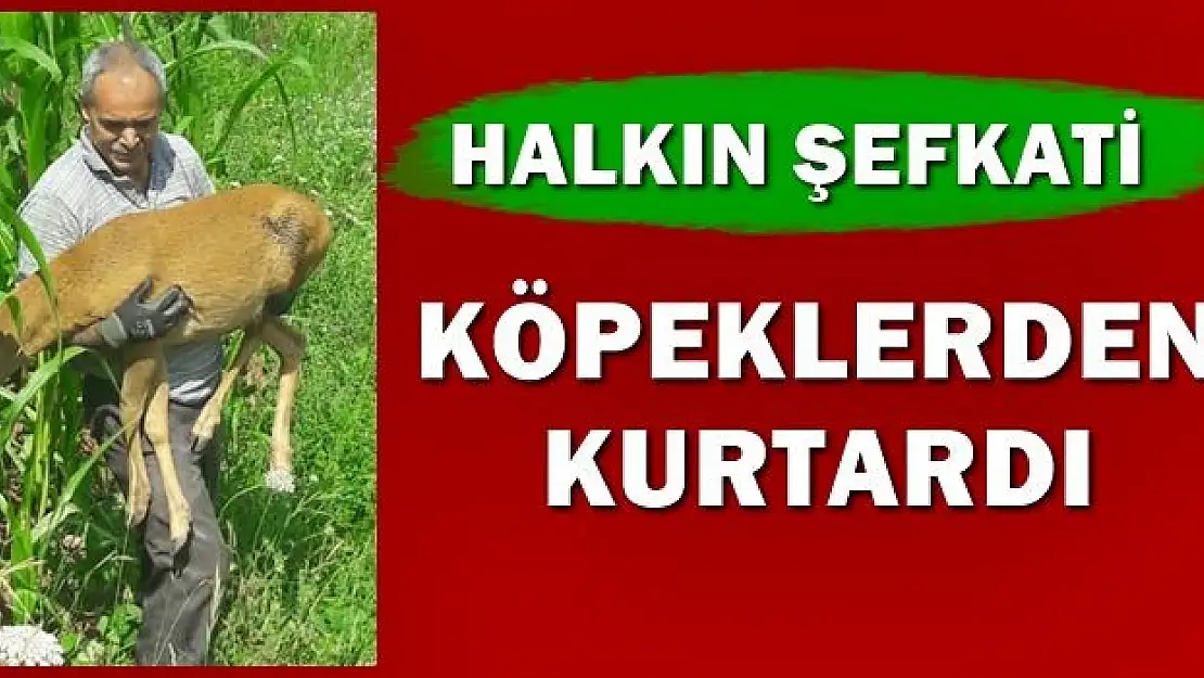 Karacanın imdadına vatandaş yetişti
