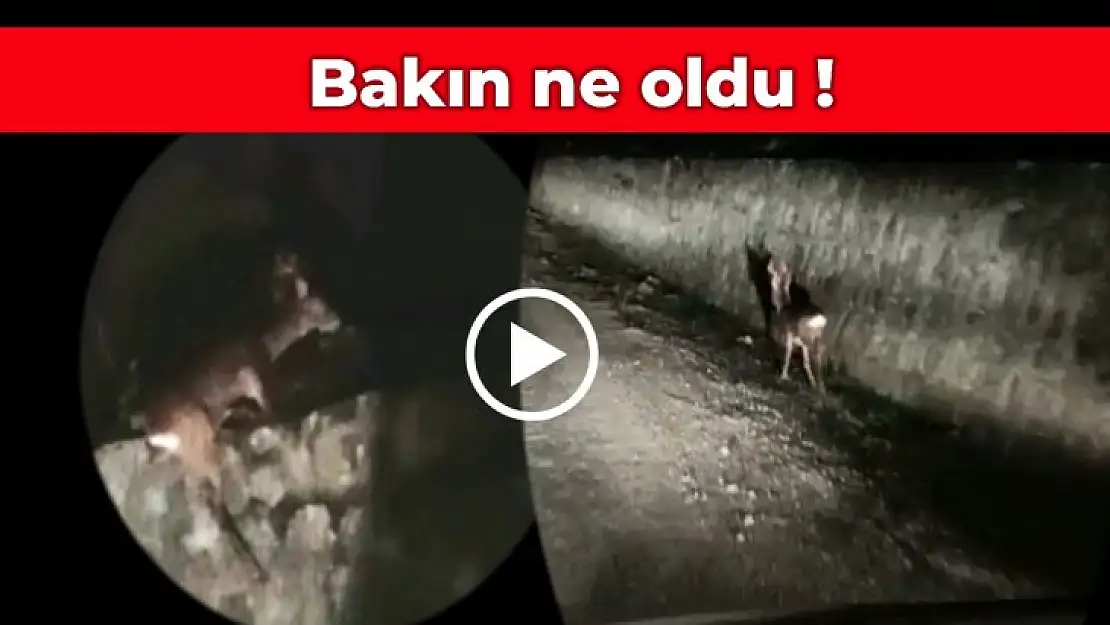 Karacayı görünce bakın ne yaptılar