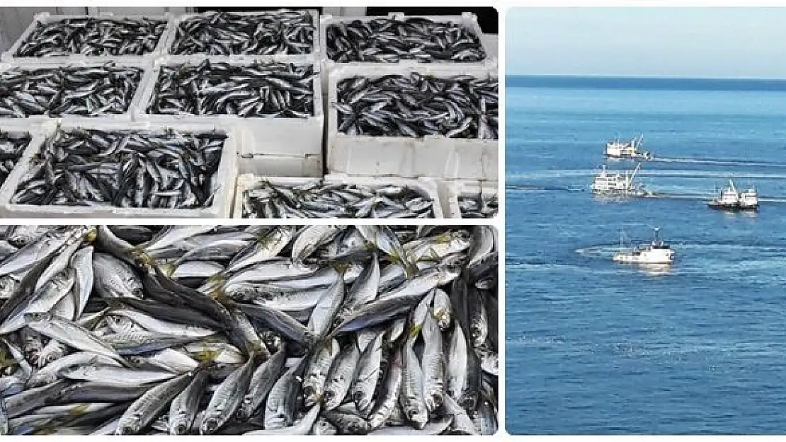 Karadeniz'de balık bereketi