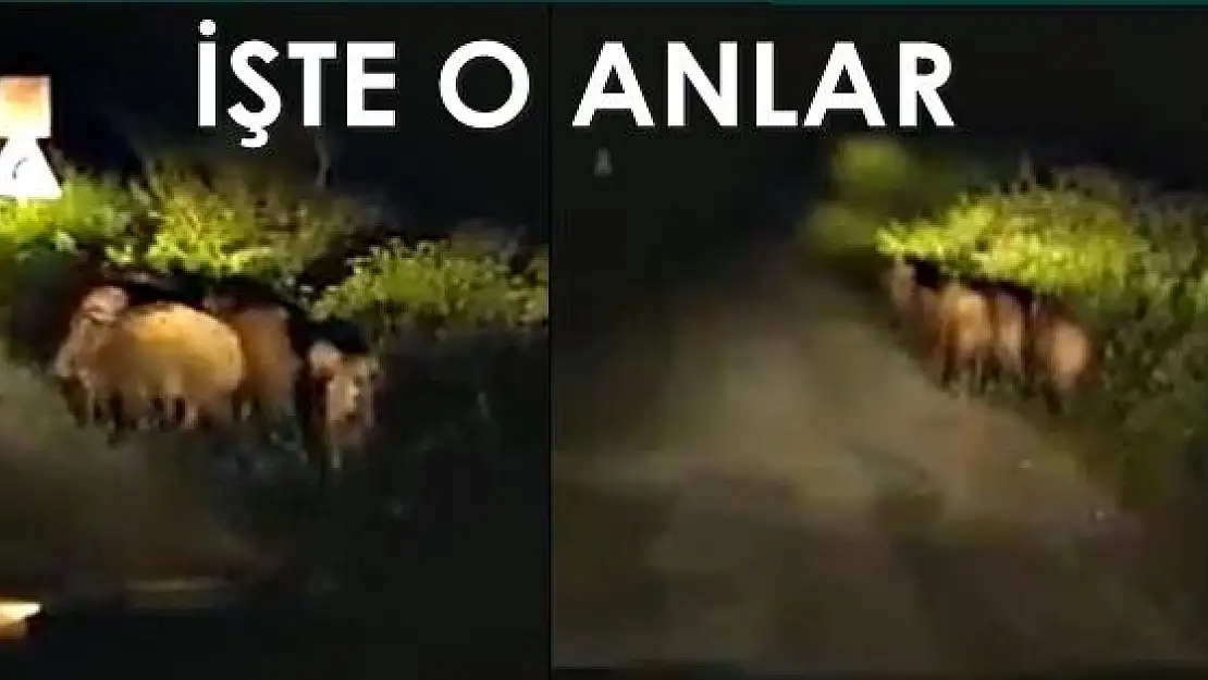 Karanlık yolda bir anda önüne çıktılar