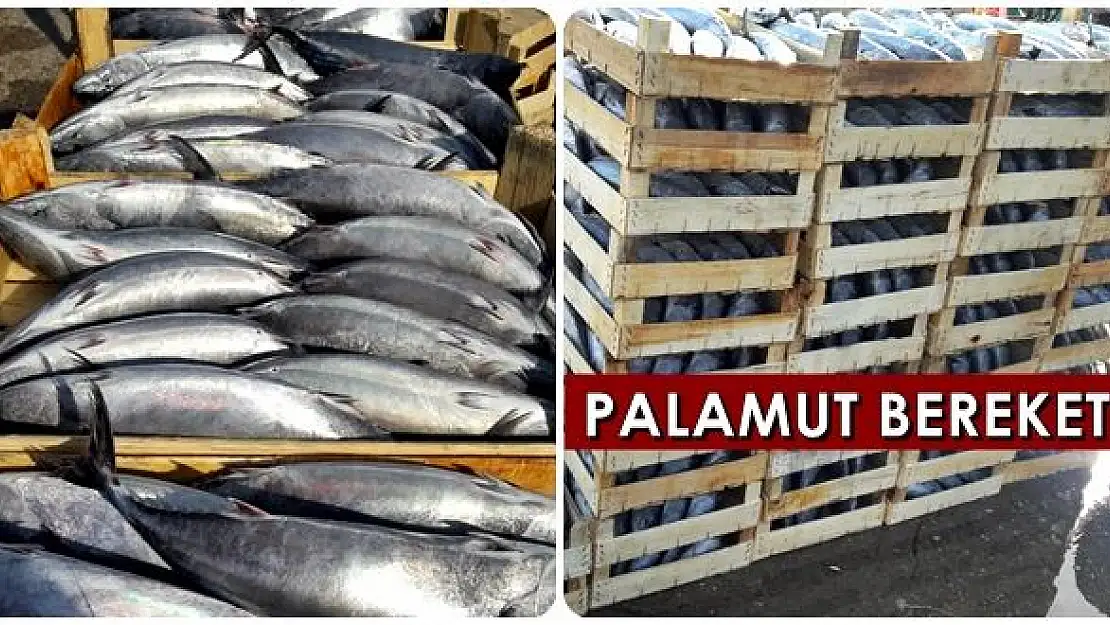 Kasalar palamut ile doldu
