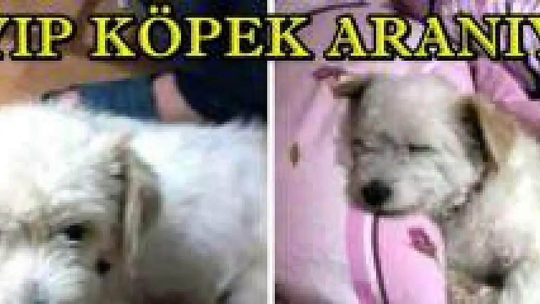 Kaybolan köpeğini arıyor